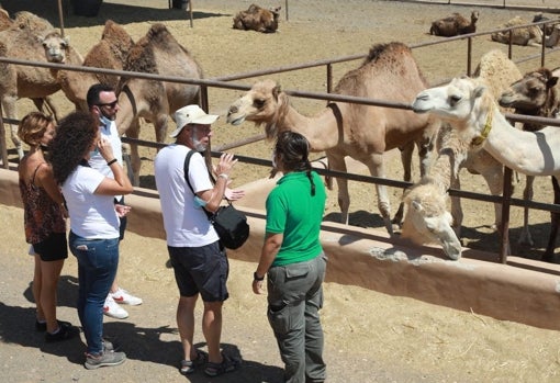 Reserva de camello canario en Fuerteventura Oasis Wildlife