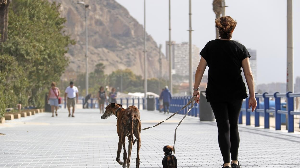 Imagen de archivo de una mujer paseando a sus perros.