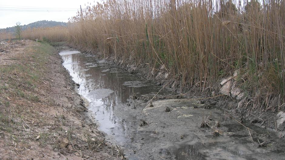 La Generalitat y el Ayuntamiento de Pinoso dejan morir por vertidos cientos de peces de una especie rara protegida