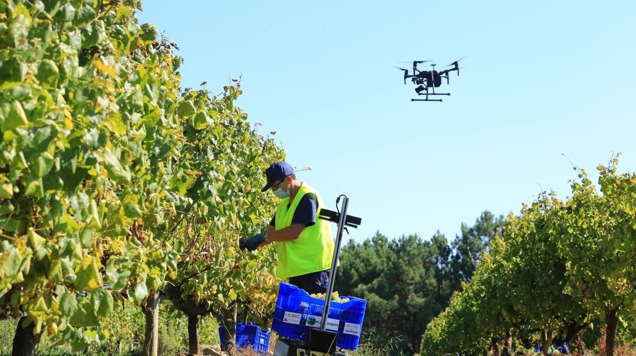 Dron sobrevolando los viñedos de O Rosal