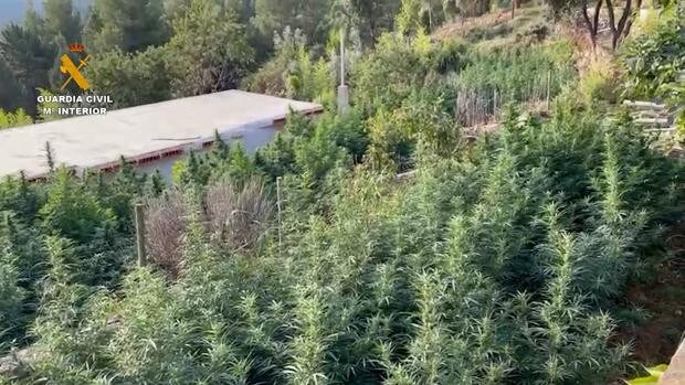 Dos detenidos y 590 plantas de marihuana intervenidas en Puertomingalvo (Teruel)