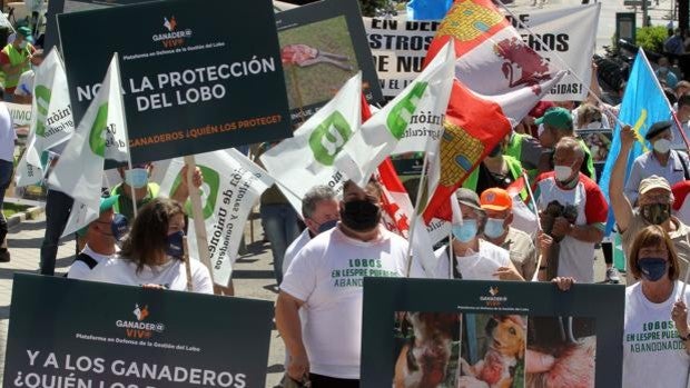 Las organizaciones agrarias acusan al Gobierno de condenar a la ganadería a su extinción al blindar al lobo