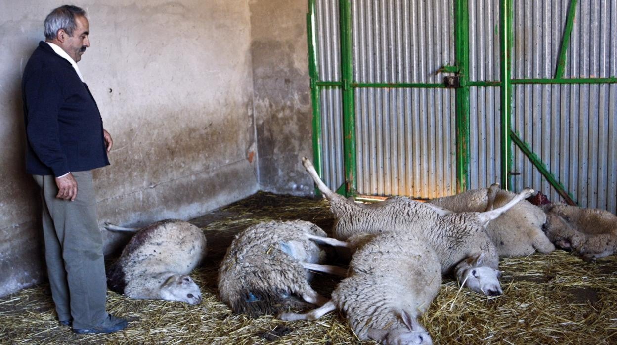 Ataque de un lobo en una explotación ganadera de Zamora, en una imagen de archivo