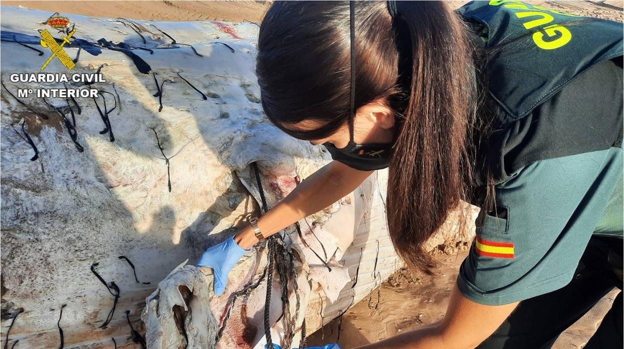 Una agente del Seprona examina el cadáver de la ballena en El Altet