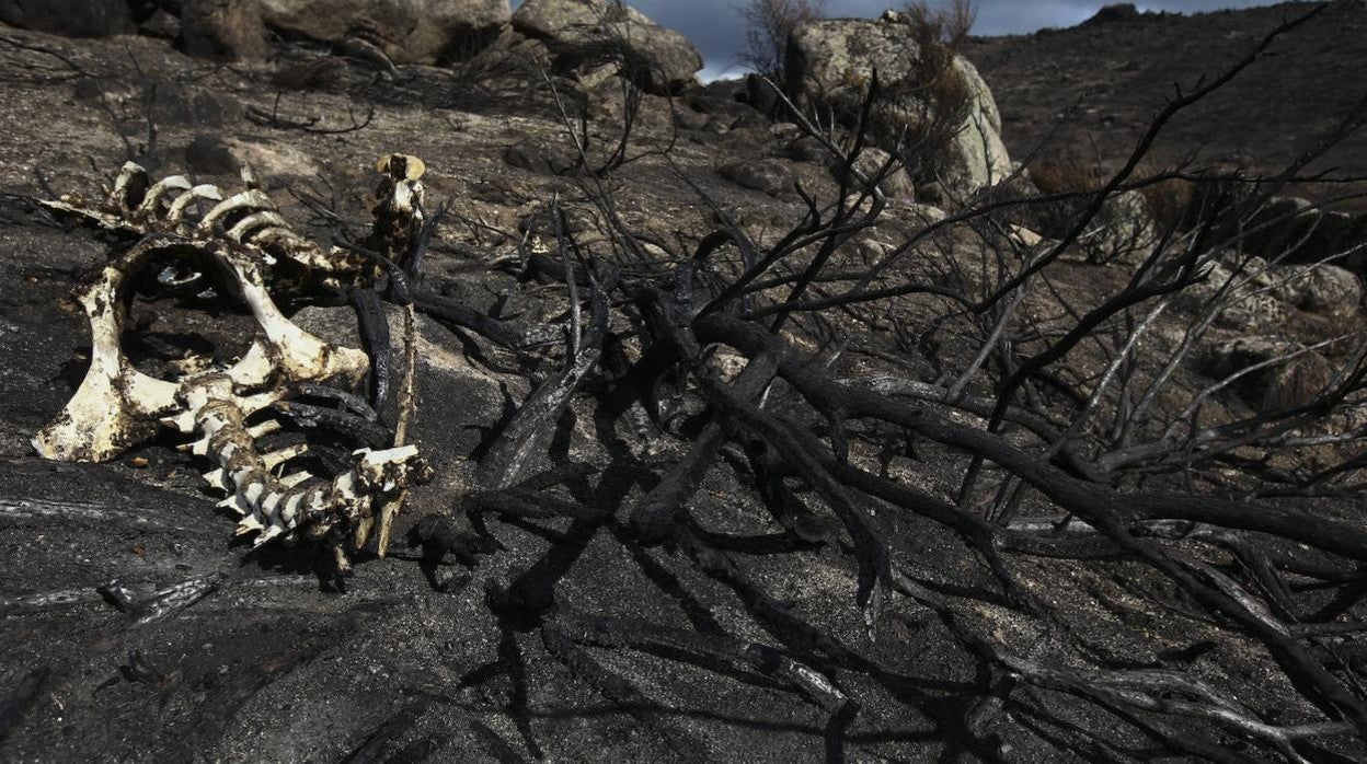 Paraje calcinado en el incendio de la Paramera