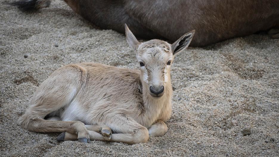 Bioparc Valencia despide el verano con el nacimiento de un blesbok