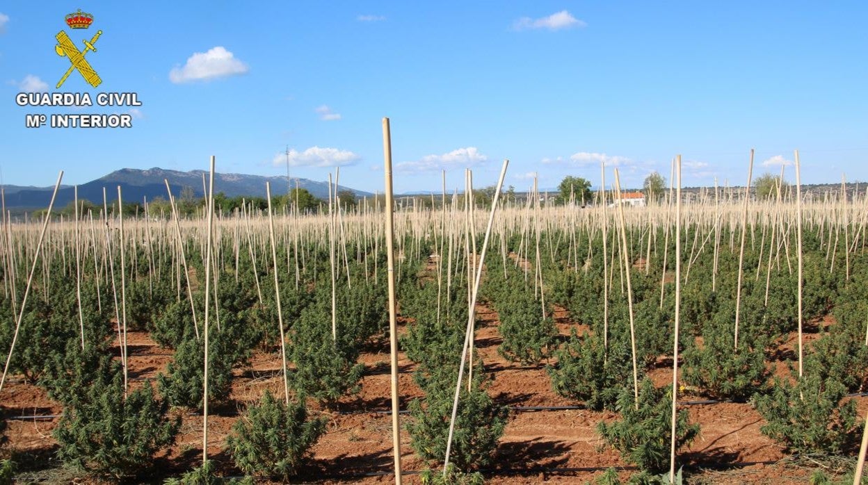 Plantación en una finca de Sonseca