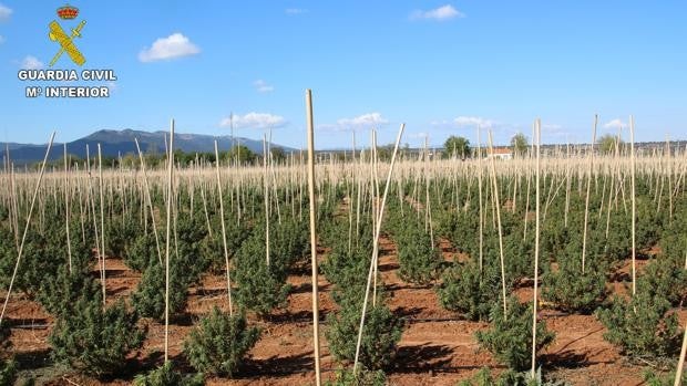 Intervienen 12.000 plantas de marihuana en Sonseca y detienen a seis personas