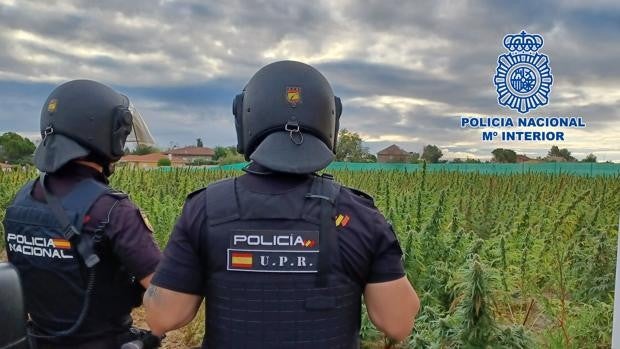 Desmanteladas en Borox e Illescas dos macroplantaciones de marihuana y detenidas 13 personas