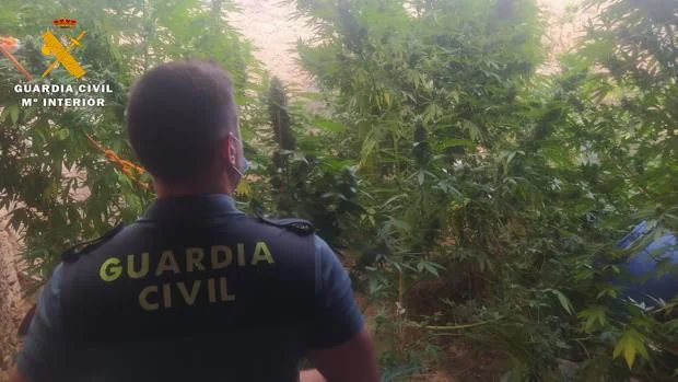 Detenido un hombre de 62 años en Caudete por plantar marihuana en su corral