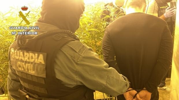 Una operación de la Guardia Civil en Olías acaba con 3 detenidos y 1.425 plantas de marihuana