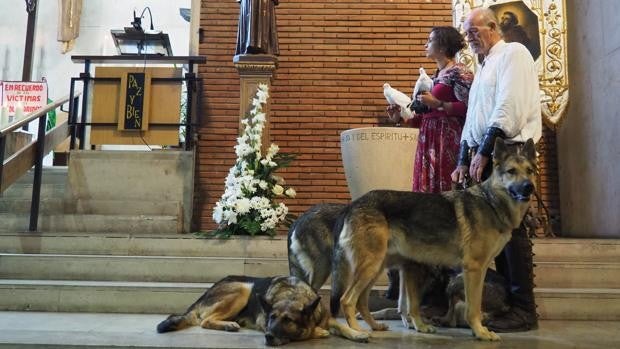 El Colegio de Veterinarios de Valladolid recurre a los lobos para pedir «equilibrio» y concordia