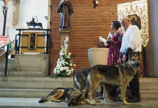 Los animales durante la celebración de la misa, con sus cuidadores de 'El Duque', Javier Álvarez y Mercedes Cantalapiedra Barbosa