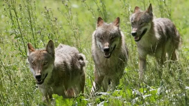 El Gobierno de Aragón califica de «anecdóticos» los ataques de lobos al ganado