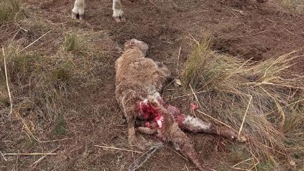 Asaja denuncia que los ataques del lobo «condenan» a la Montaña Palentina