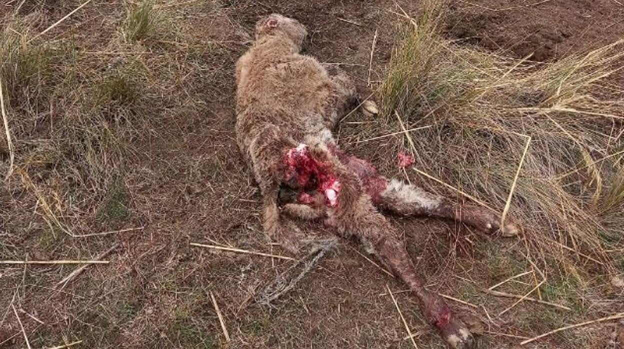 Ataque de lobo en Ávila