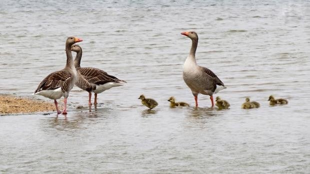 El día mundial de las aves migratorias se celebra este fin de semana con actividades para toda la familia