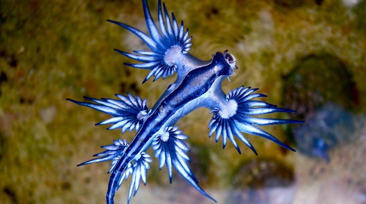 Ejemplar de 'Dragón azul' o 'Glaucus atlanticus'