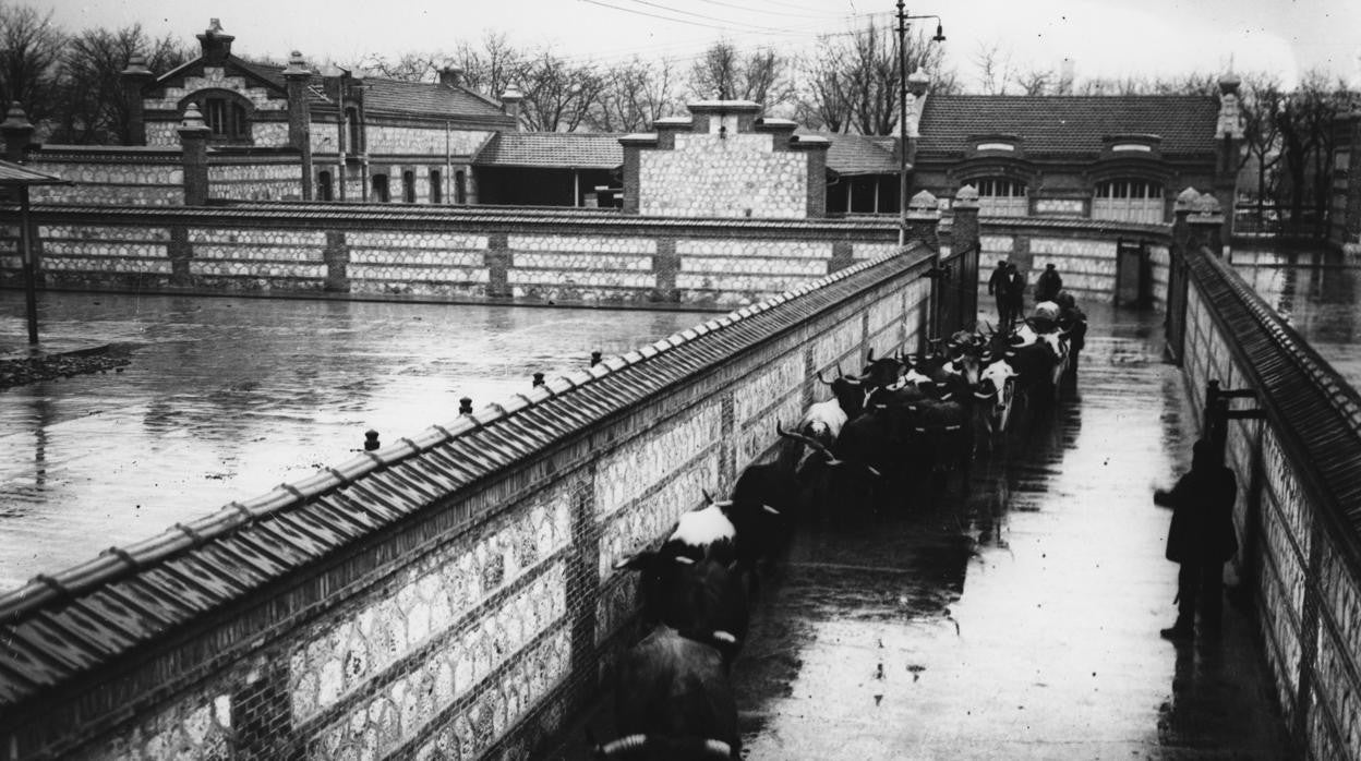 Las reses son conducidas a una nave de Matadero, en 1927