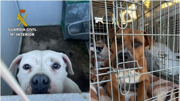 Dos perros abandonados, a salvo de cualquier accidente