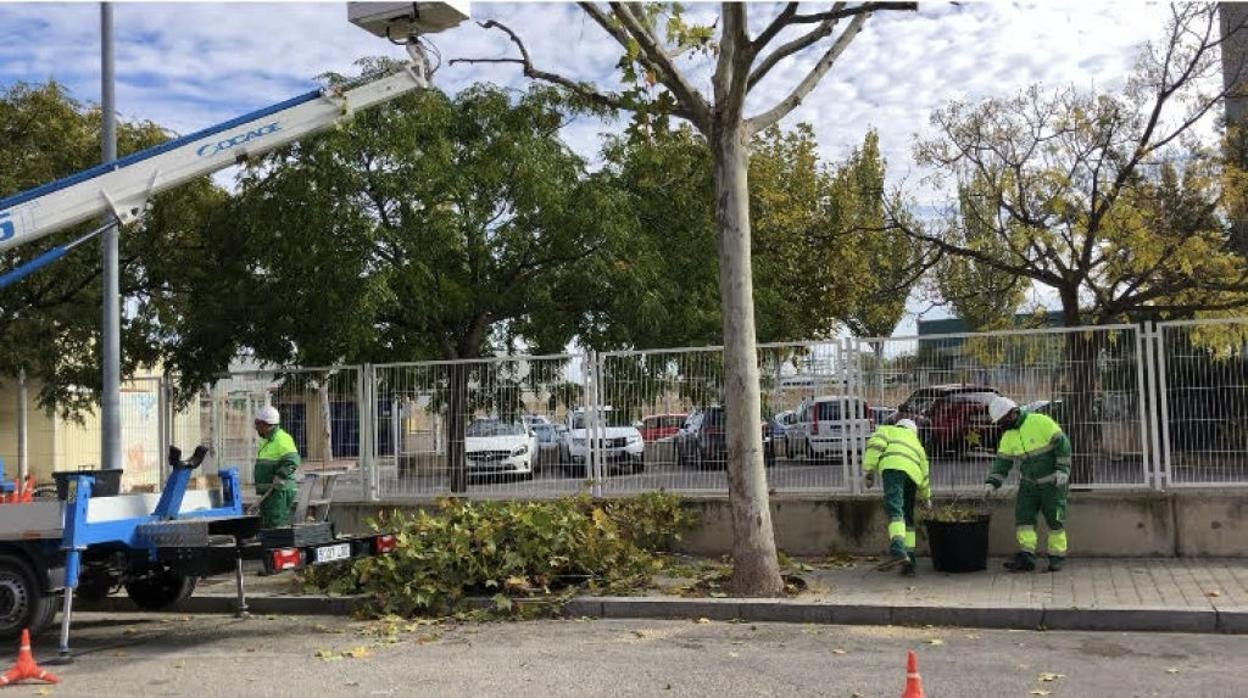 En la zona del casco urbano de Albacete se van a podar casi 9.000 árboles