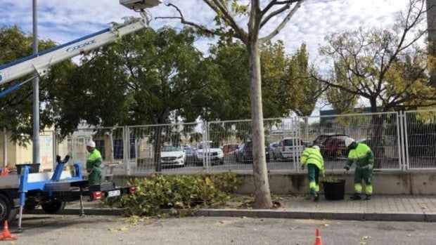 Arranca en Albacete el plan de poda, que actuará sobre 17.500 árboles hasta el 31 de marzo