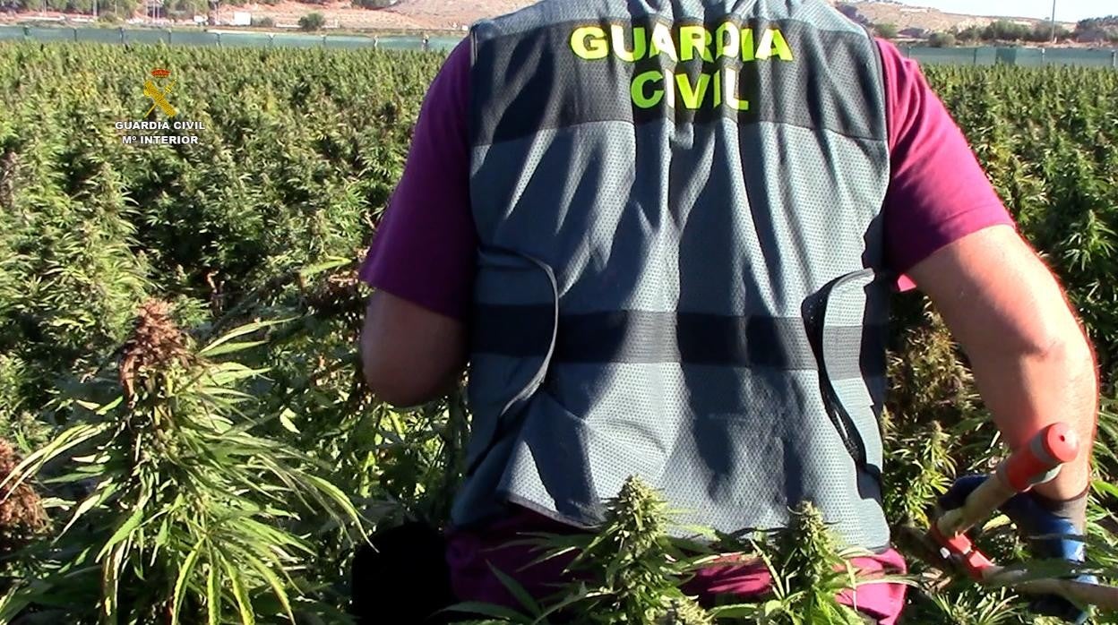 Un agente, dentro de la plantación