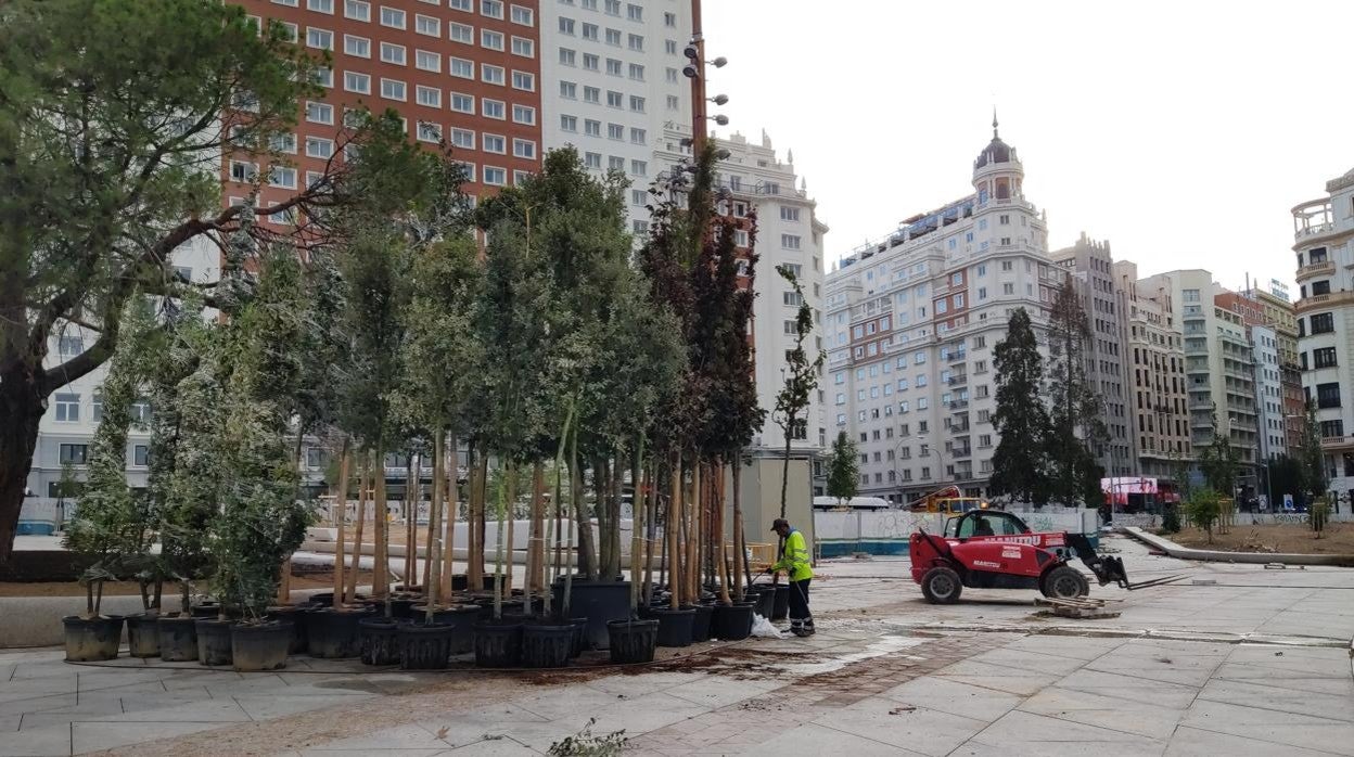 Plantación de encinas y robles en la plaza de España