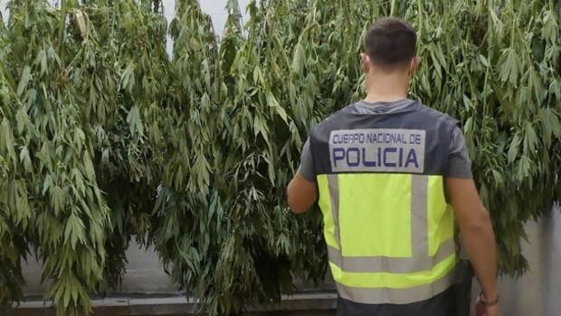 Golpe al narcotráfico en Calatayud: 4 detenidos y 100 kilos de marihuana intervenidos en solo 10 días
