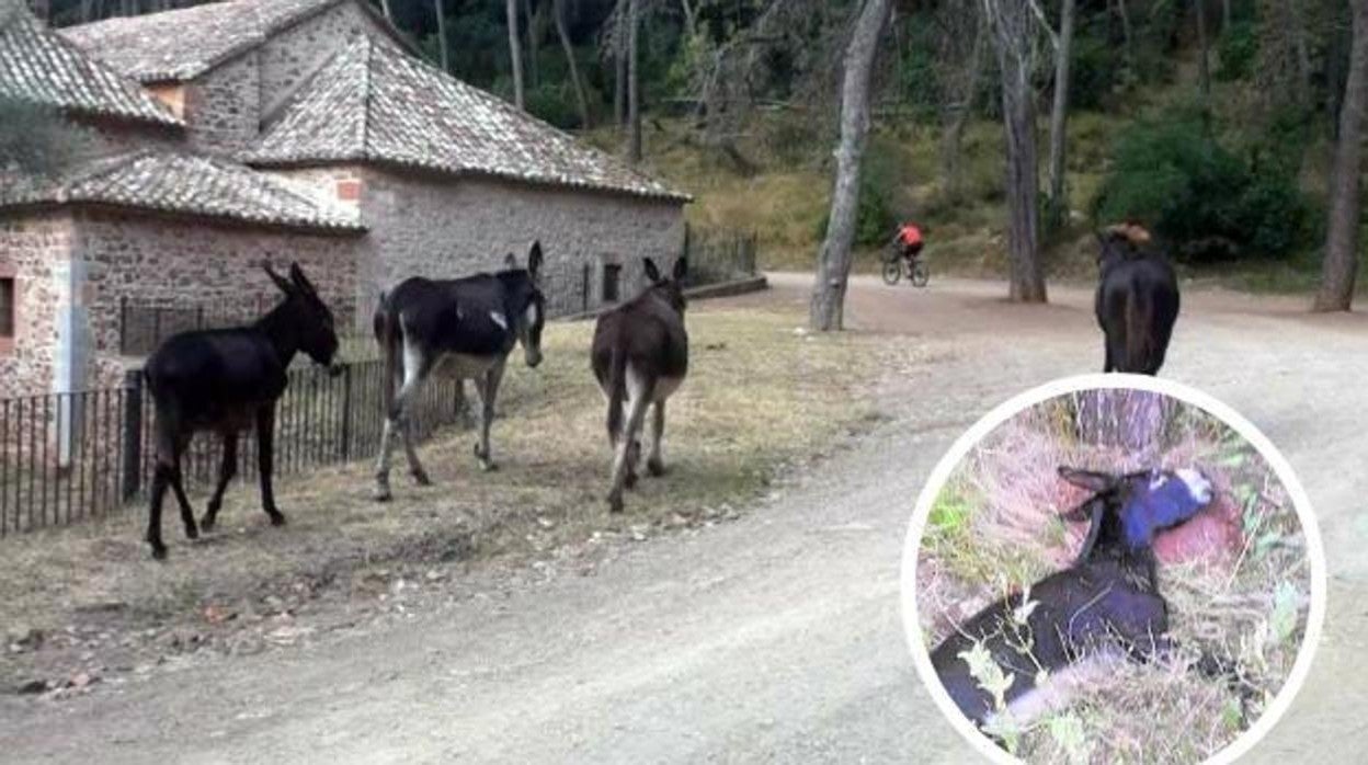 Imagen de los burros que limpiaban el monte del Desierto de las Palmas de Castellón