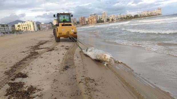 Hallan el cadáver de una vaca de 600 kilos en una playa de Alicante