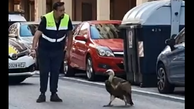 Un buitre despistado obliga a cortar el tráfico en el casco urbano de Benidorm