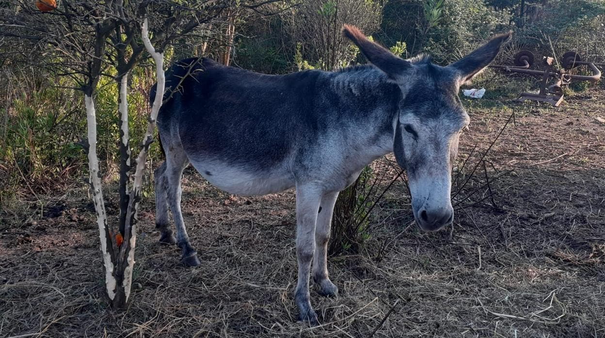 Dimite un alto cargo de la Generalitat por la muerte de diez burros en el  Desierto de las Palmas de Castellón