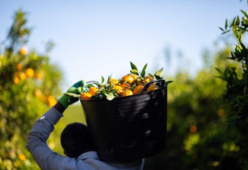 El origen de las naranjas que vende Mercadona por territorios y proveedores