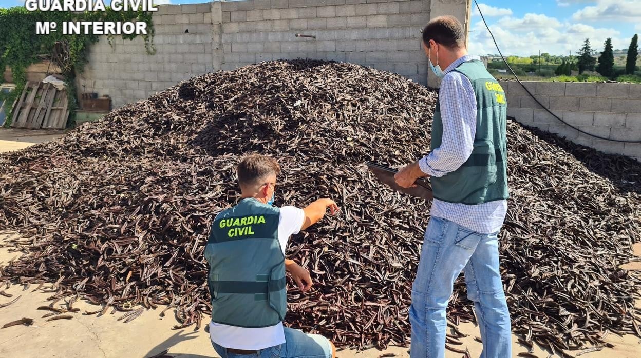 Efectivos de la Guardia Civil junto a las algarrobas vendidas ilegalmente