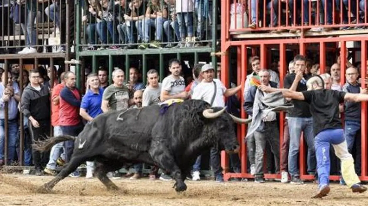 Fiesta de los «bous al carrer» en Onda