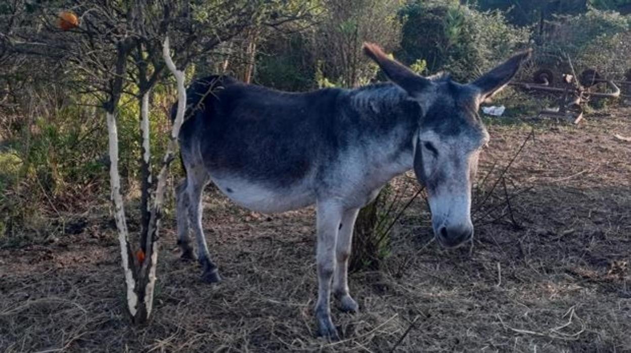 Imagen de un burro utilizado por la Conselleria de Agricultura en el Desierto de Las Palmas de Castellón para prevenir incendios