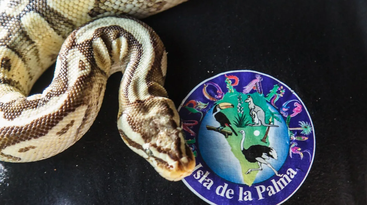 Serpientes y otros animales exótico han sido rescatados en La Palma