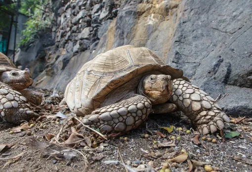 Una tortuga de tierra en el centro de animales exóticos de La Palma