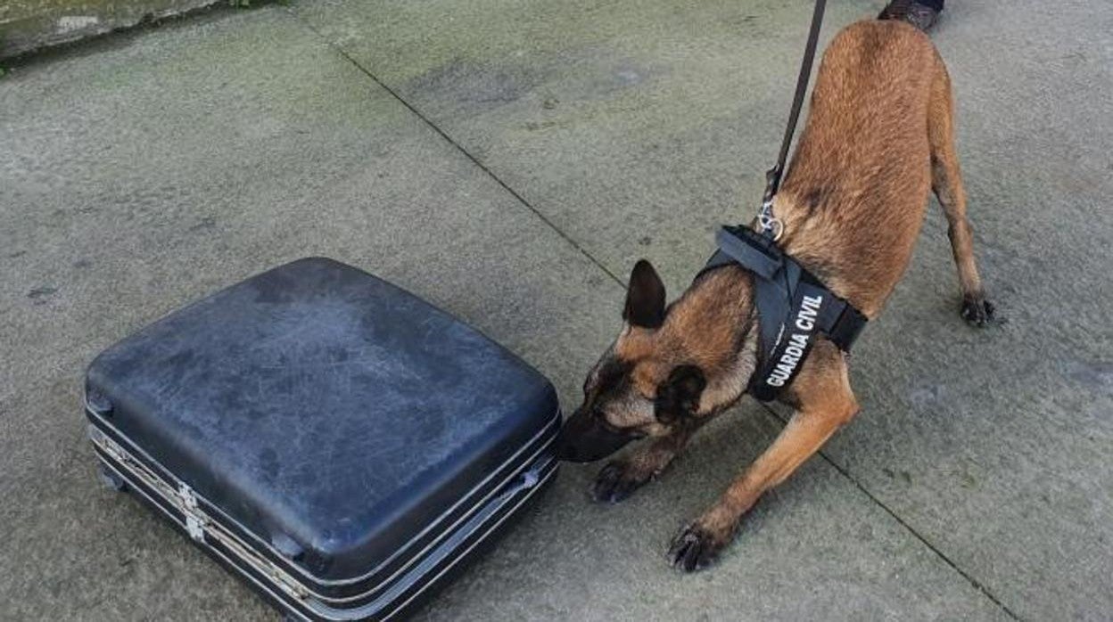 Imagen de un perro de la Guardia Civil dirante el registro de una maleta