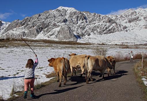 Una pequeña azuza a unas vacas en Cubillas de Arbas