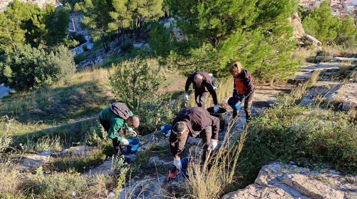 Cuatro voluntarios buscan ejemplares del cactus invasor