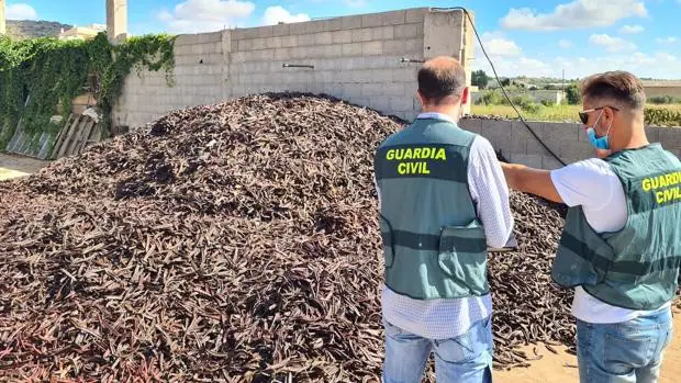 Detienen a seis personas por la venta ilícita de algarrobas en varias localidades de Valencia