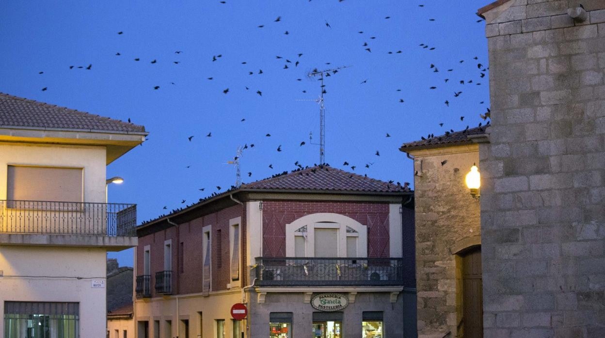 Estorninos preparándose para dormir en Salamanca