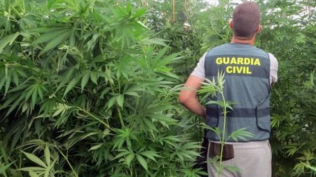 Desmantelada en Huesca una peligrosa plantación de marihuana, blindada con trampas antipersona