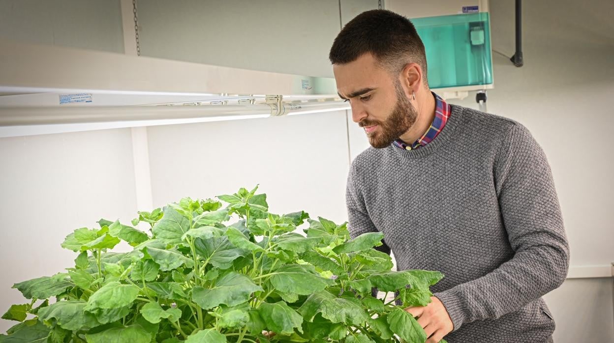 Imagen del investigador Rubén Mateos en los invernaderos del IBMCP