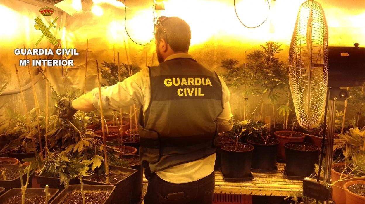 Imagen de un agente de la Guardia Civil dentro de una de las plantaciones de marihuana intervenidas en Oliva (Valencia)