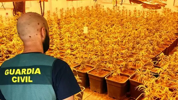 Cae una organización criminal con más de 8.000 plantas de marihuana en Valencia