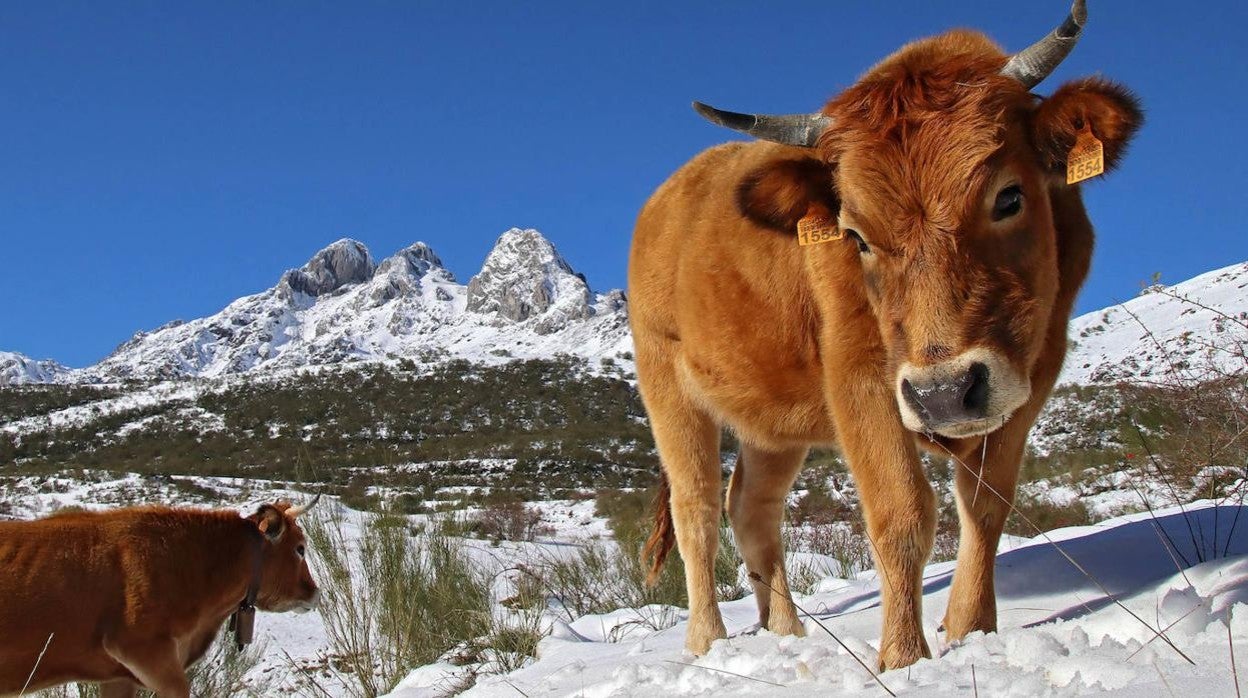 Nevada en la comarca de la Tercia, en León