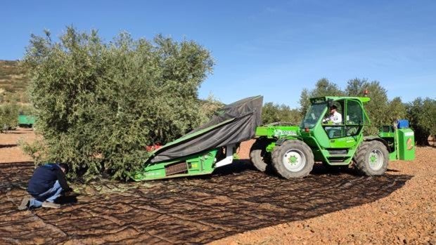 Incertidumbre por el tiempo, la producción y la mano de obra en la campaña del olivar en Castilla-La Mancha